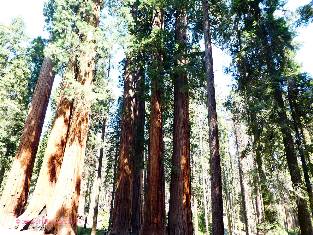 sequoia-2019-day0-4  Parker Group w.jpg (682942 bytes)